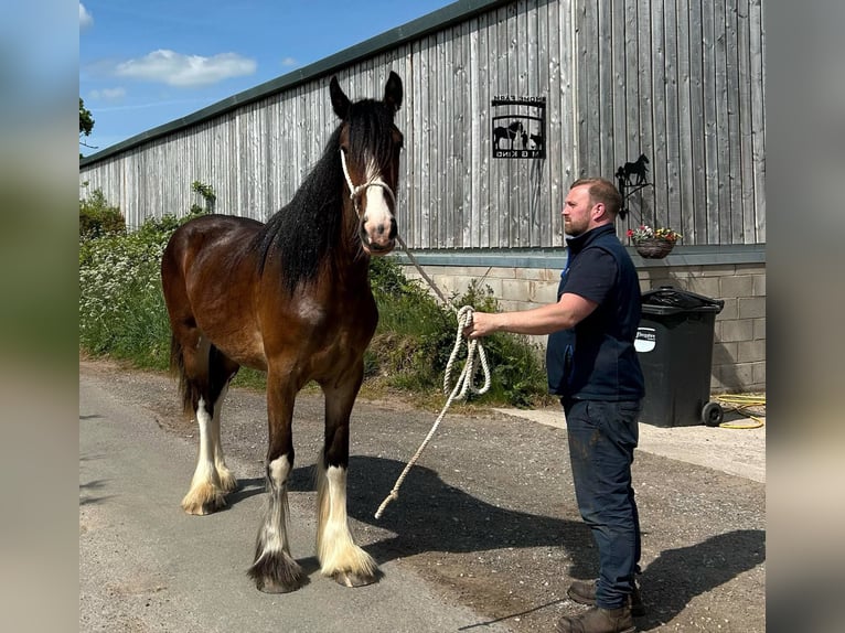 Shire Horse Yegua 2 años in marbury Shire Horse Yegua 2 años in marbury