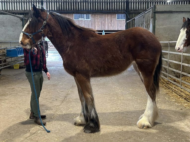 Shire Horse Yegua 2 años  in whitegte