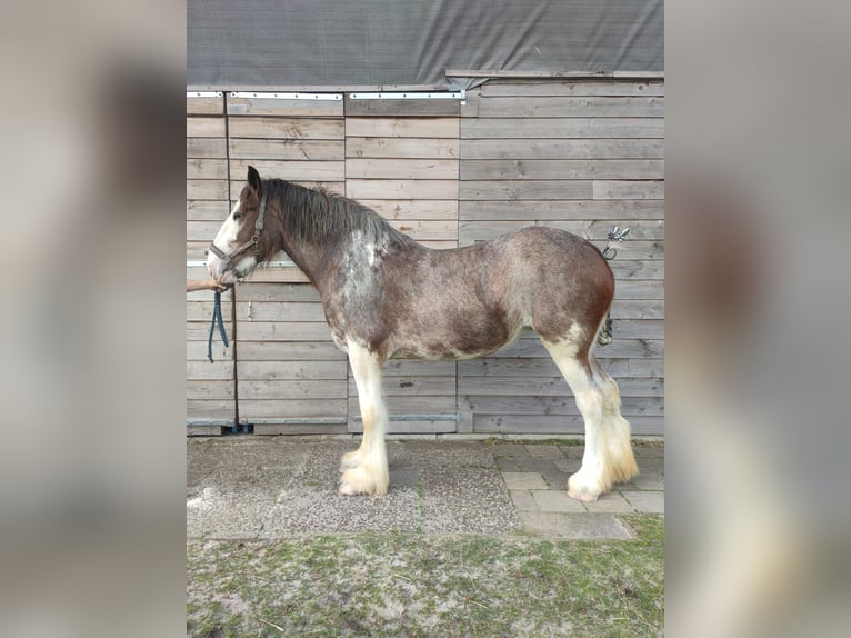 Shire Horse Yegua 3 años 180 cm Castaño-ruano in Gasselternijveenschemond