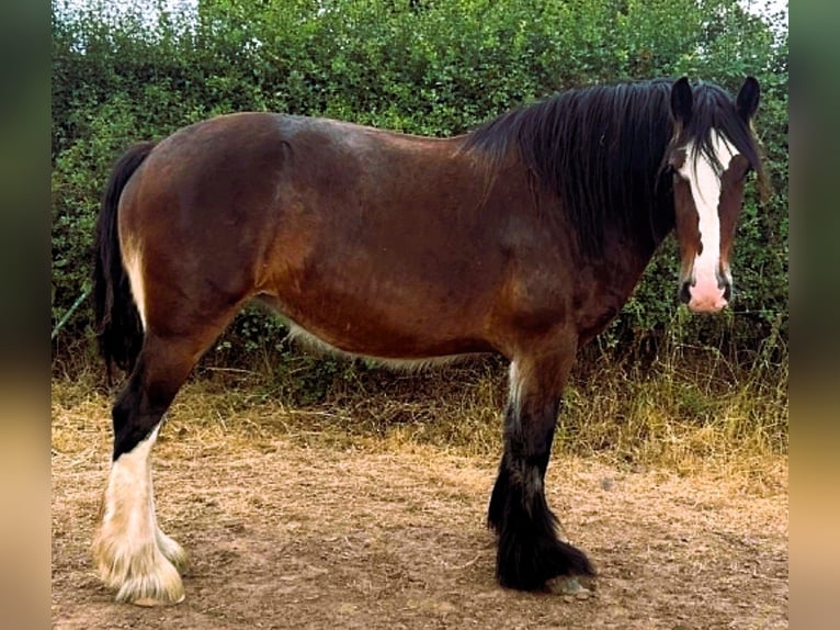 Shire Horse Yegua 3 años  in whitgate