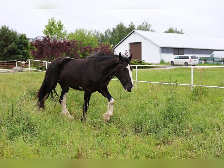 Shire Horse Yegua 3 años Negro in Złotów