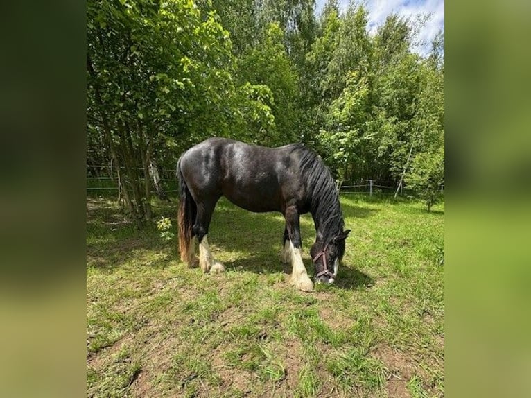 Shire Horse Yegua 3 años Negro in Klodzko