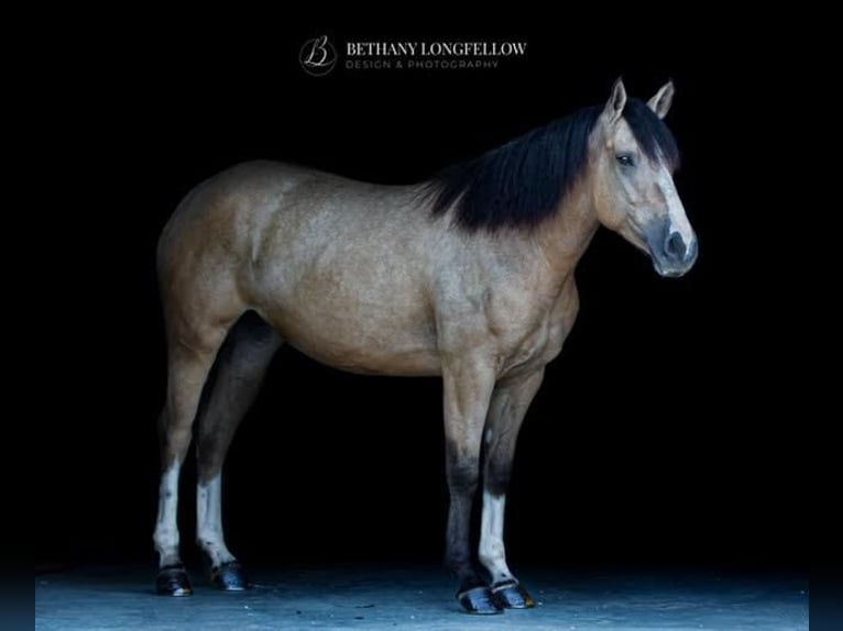 Shire Horse Mestizo Yegua 4 años 157 cm Buckskin/Bayo in Mount Vernon, MO