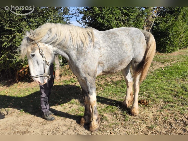 Shire Horse Yegua 4 años 177 cm Tordo in Eferding
