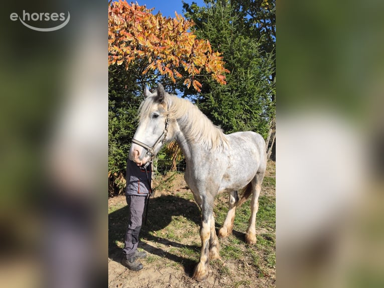 Shire Horse Yegua 4 años 177 cm Tordo in Eferding