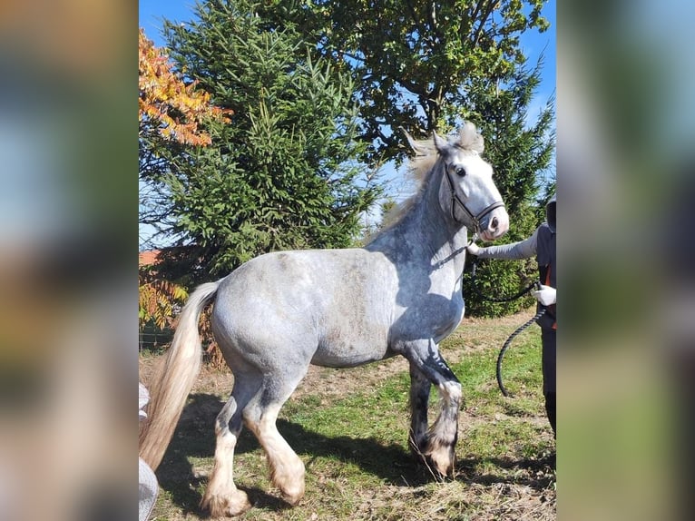 Shire Horse Yegua 4 años 177 cm Tordo in Ried im Innkreis