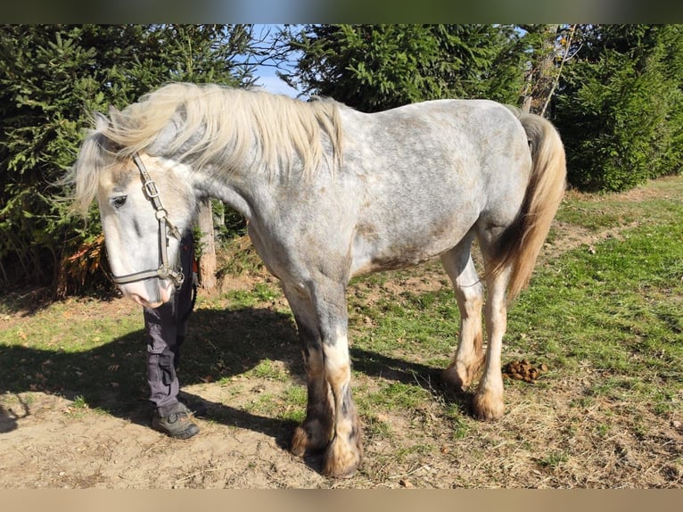 Shire Horse Yegua 4 años 177 cm Tordo in Ried im Innkreis