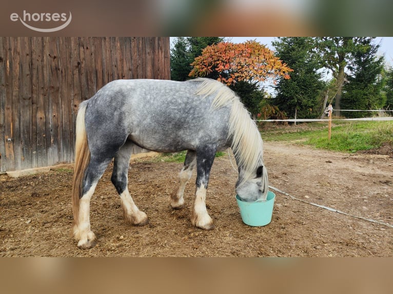 Shire Horse Yegua 4 años 179 cm Tordo in Eferding