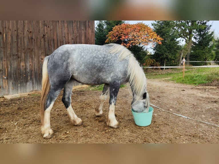 Shire Horse Yegua 4 años 179 cm Tordo in Ried im Innkreis