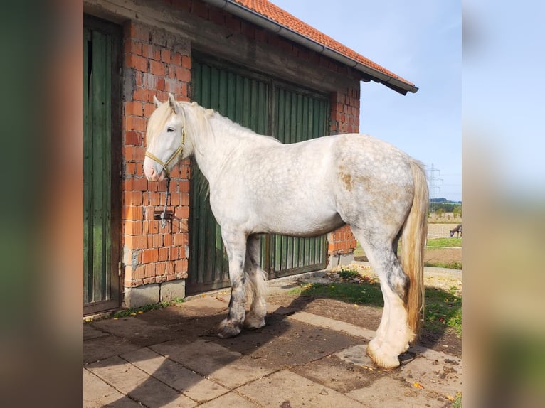 Shire Horse Yegua 4 años 182 cm Tordo in Ried im Innkreis