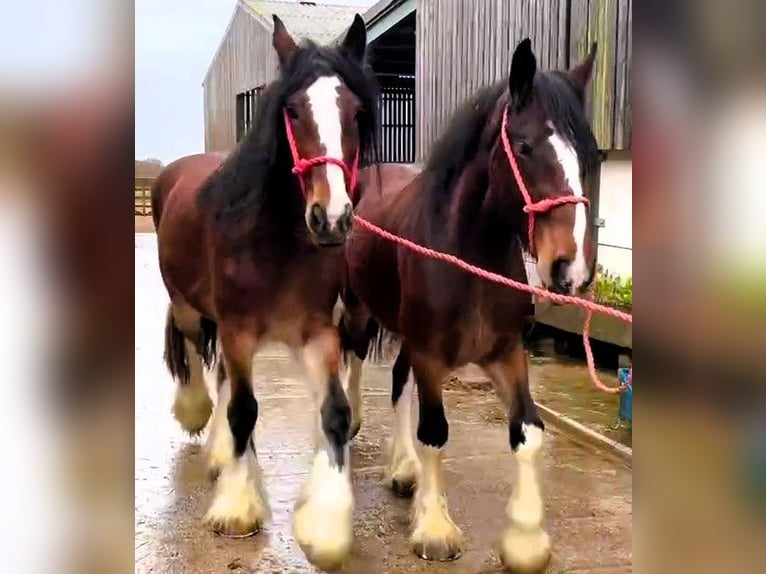 Shire Horse Yegua 4 años in whitegate