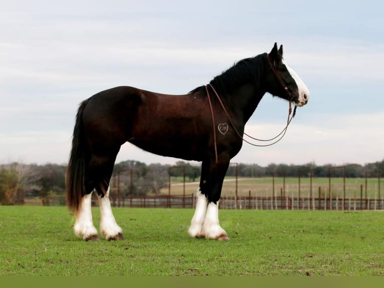 Shire Horse Mestizo Yegua 5 años 163 cm Negro in Stephenville