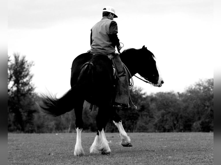 Shire Horse Mestizo Yegua 5 años 163 cm Negro in Stephenville