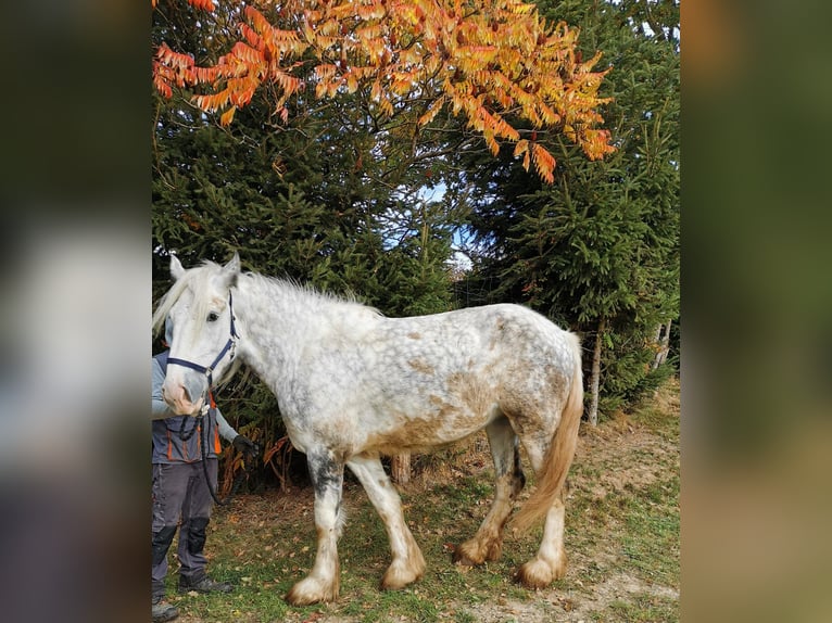 Shire Horse Yegua 5 años 179 cm Tordo in Ried im Innkreis