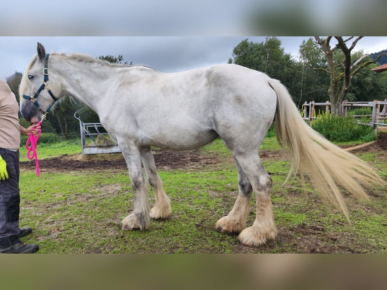 Shire Horse Yegua 5 años 180 cm Tordo in Ried im Innkreis