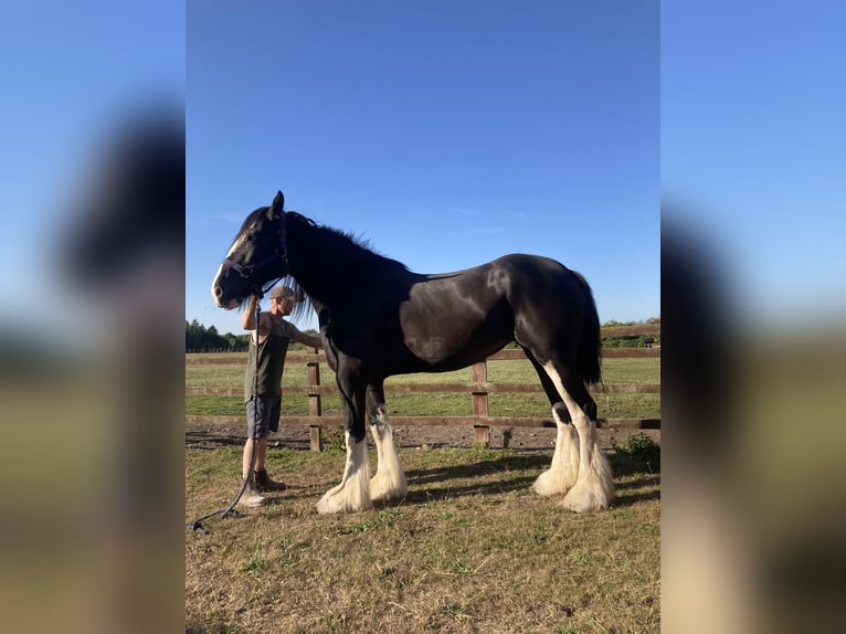 Shire Horse Yegua 5 años 183 cm Negro in York