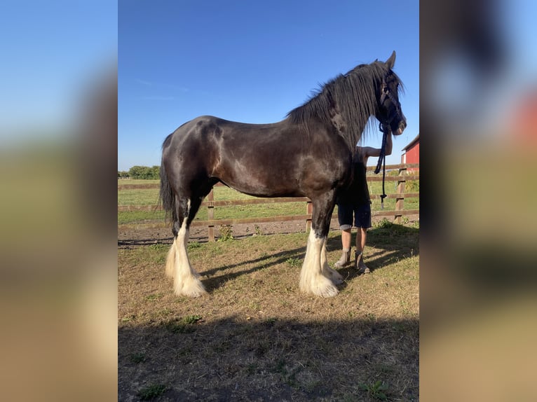 Shire Horse Yegua 5 años 183 cm Negro in York