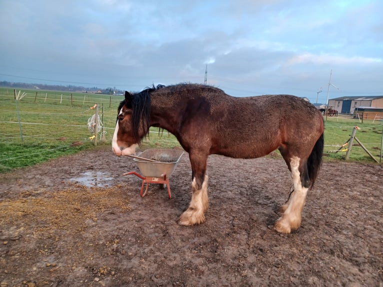Shire Horse Yegua 5 años 184 cm Castaño in Düren