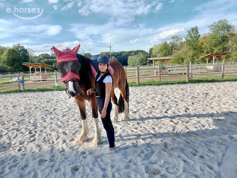 Shire Horse Yegua 5 años Castaño in St.Georgen am Fillmannsbach