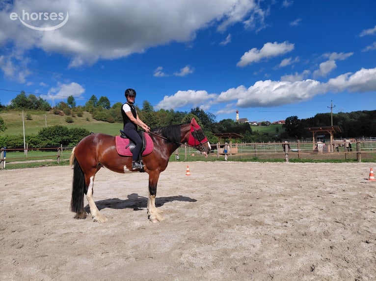 Shire Horse Yegua 5 años Castaño in St.Georgen am Fillmannsbach