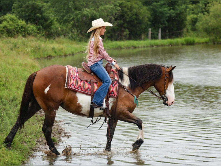 Shire Horse Mestizo Yegua 5 años Pío in Baxter Springs
