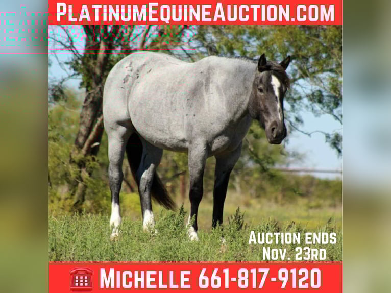 Shire Horse Yegua 6 años 157 cm Ruano azulado in stephenville TX