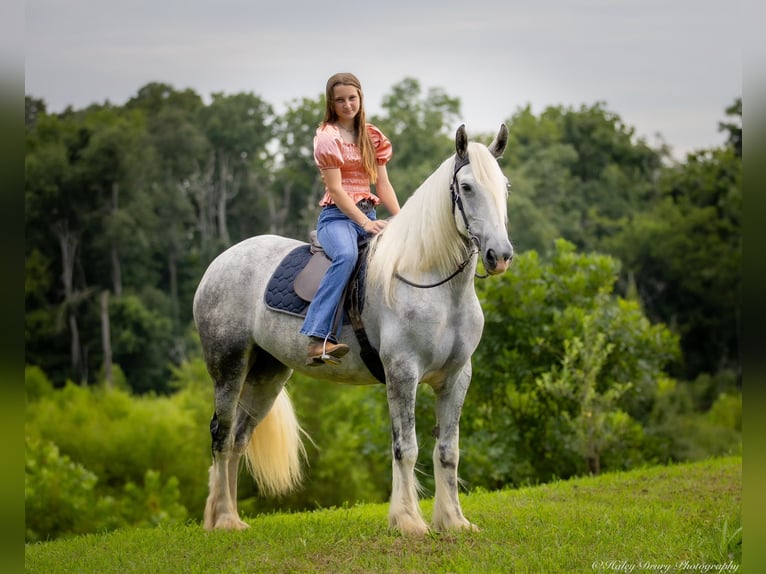 Shire Horse Yegua 6 años 163 cm Tordo in Elkton, KY