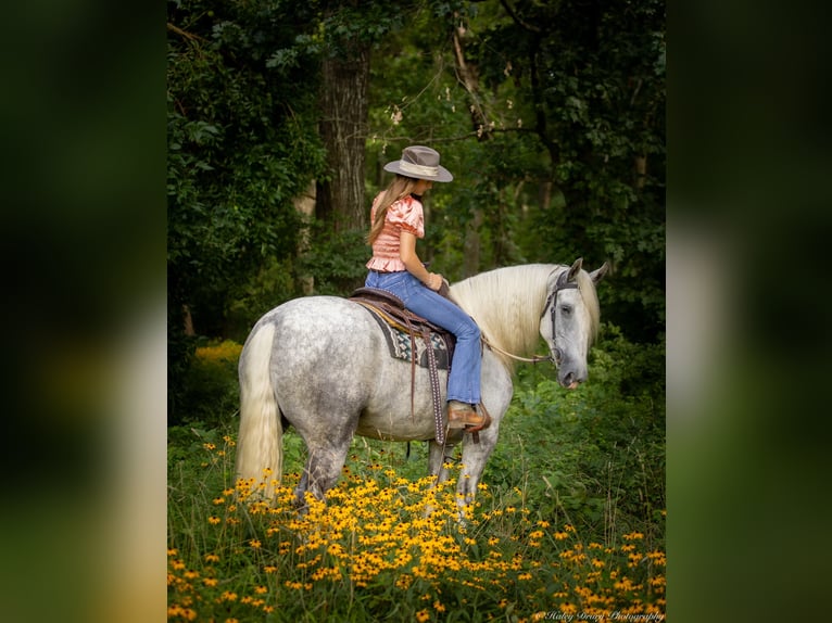 Shire Horse Yegua 6 años 163 cm Tordo in Elkton, KY