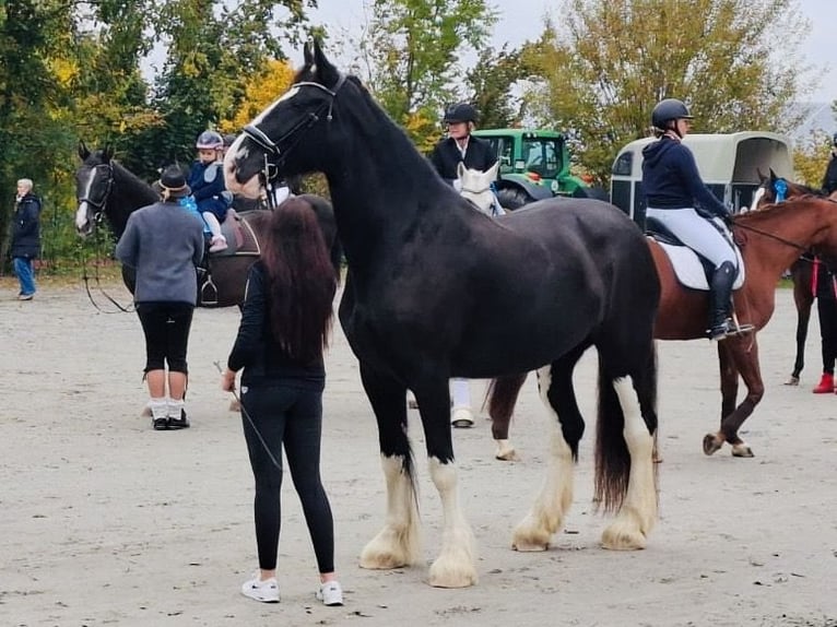Shire Horse Yegua 6 años 180 cm Negro in Passau