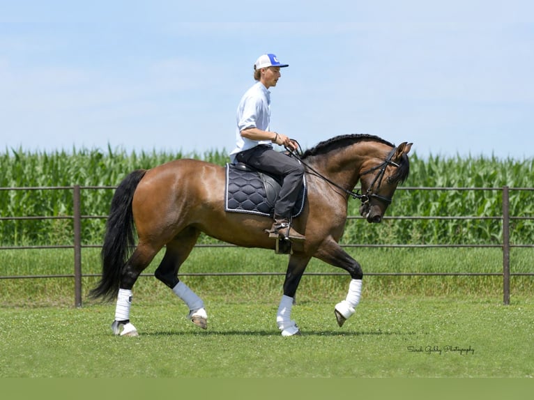 Shire Horse Mestizo Yegua 6 años Bayo in Oelwein