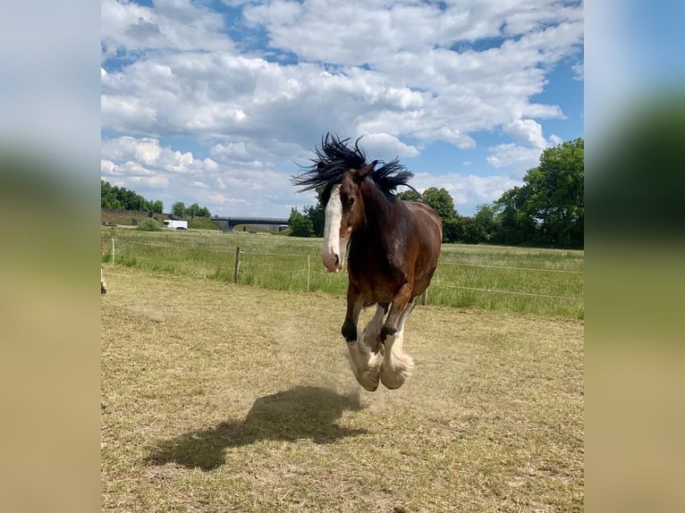 Shire Horse Yegua 7 años 170 cm Castaño in Biberach an der Riß Bergerhausen