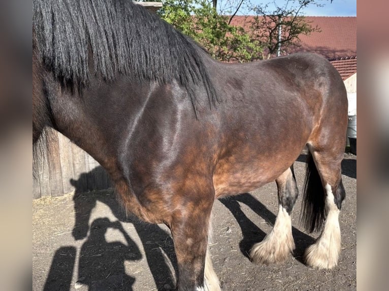 Shire Horse Yegua 7 años 170 cm Castaño in Biberach an der Riß Bergerhausen