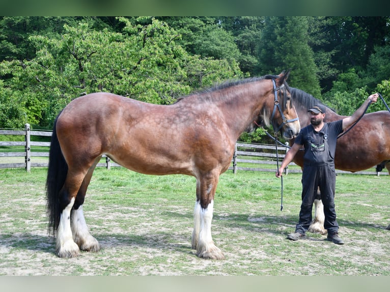 Shire Horse Yegua 7 años 192 cm Castaño in Sprockhövel