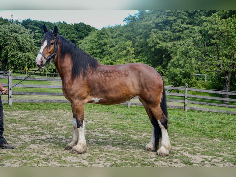 Shire Horse Yegua 7 años 192 cm Castaño in Sprockhövel