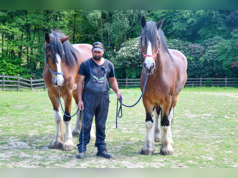 Shire Horse Yegua 7 años 192 cm Castaño in Sprockhövel
