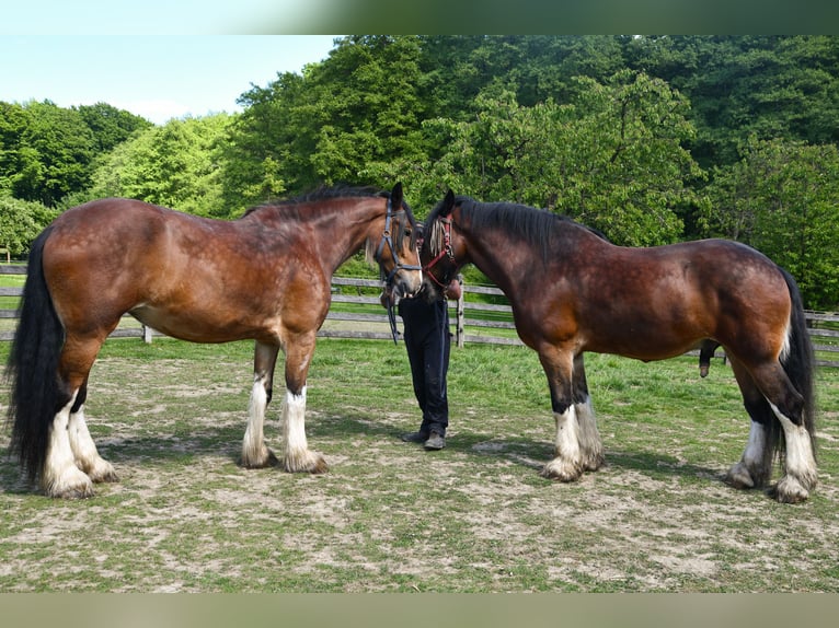 Shire Horse Yegua 7 años 192 cm Castaño in Sprockhövel
