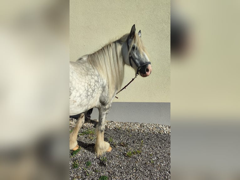 Shire Horse Yegua 8 años 171 cm Tordo in Ried im Innkreis