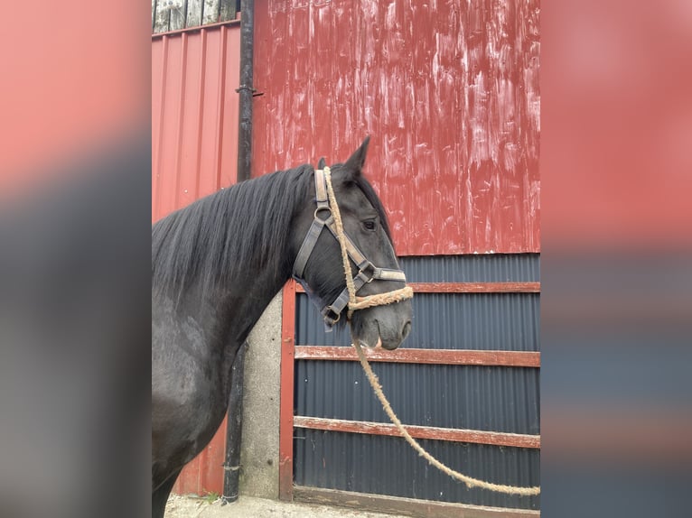 Shire Horse Yegua 8 años Negro in Stillingfleet