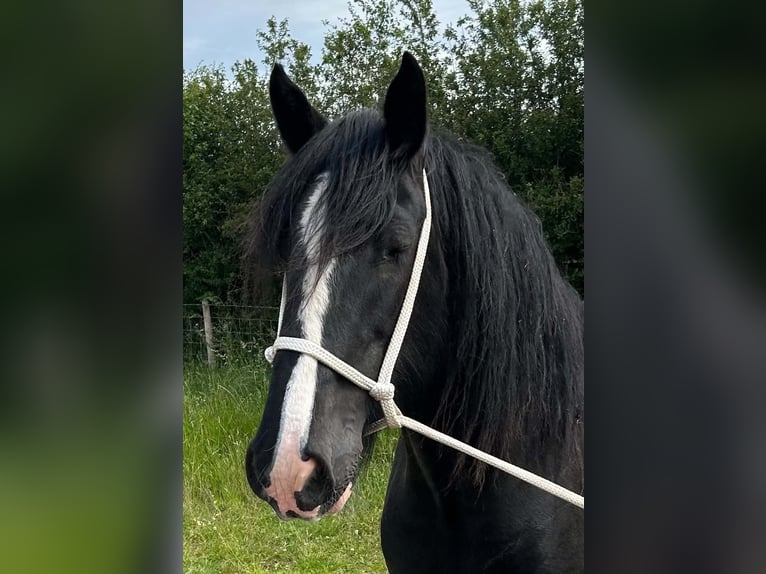 Shire Horse Yegua 9 años  in whitegate