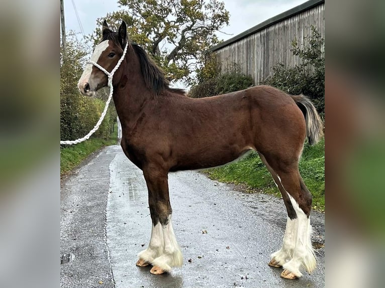 Shire Horse Yegua Potro (04/2025) in whitgate