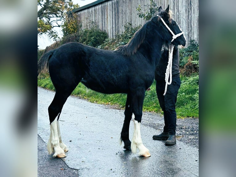 Shire Horse Yegua Potro (04/2025) in whitegate