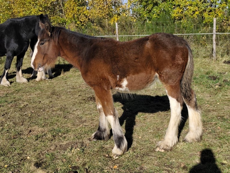 Shire Horse Yegua Potro (01/2026)  in Warzenko
