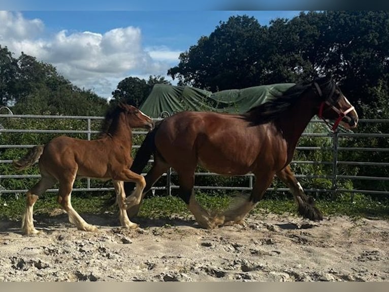 Shire Horse Yegua Potro (06/2025) Castaño in Wittmund