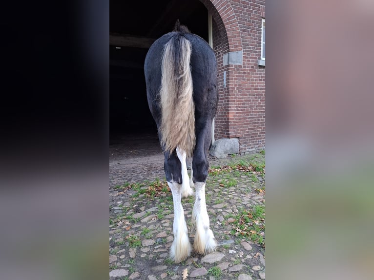 Shire Horse Yegua Potro (05/2025) Negro in Oldenzaal Shire Horse Yegua Potro (05/2025) Negro in Oldenzaal