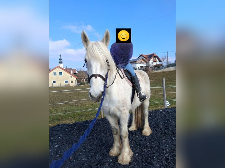 Shire Klacz 10 lat 180 cm Siwa in Ried im Innkreis