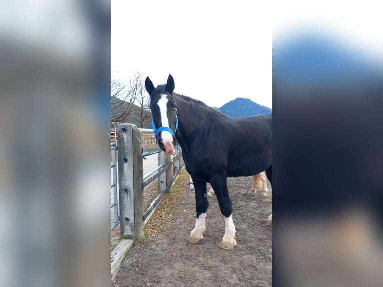 Shire Klacz 11 lat 191 cm Ciemnogniada in Reutte