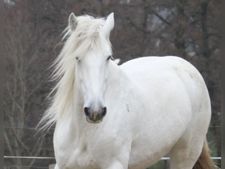 Shire Klacz 12 lat 180 cm Siwa in Bayern