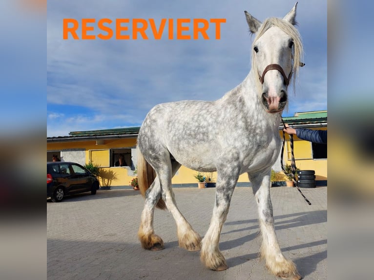 Shire Klacz 12 lat 187 cm Siwa in Eferding