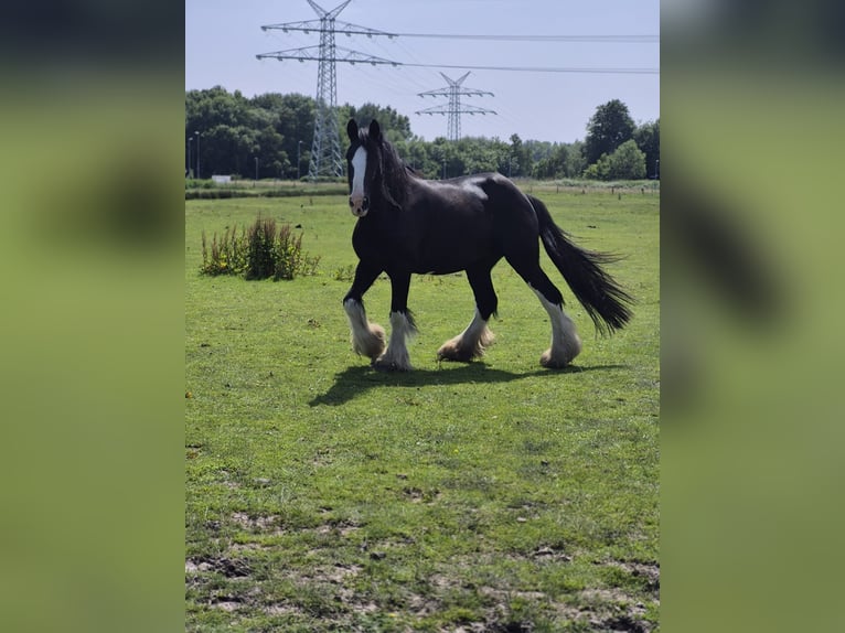 Shire Klacz 14 lat 175 cm Kara in Nordenham