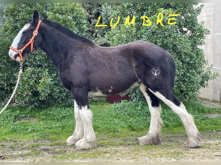 Shire Klacz 1 Rok  in YECLA DE YELTES